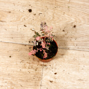 Phyllanthus urinaria pink variegata 005C