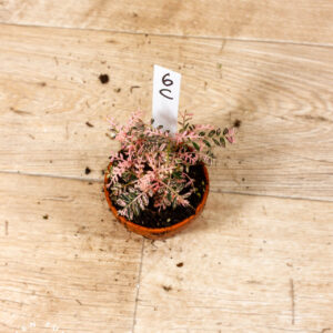 Phyllanthus urinaria pink variegata 006C