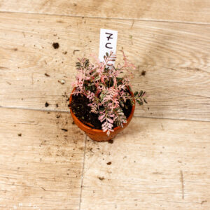 Phyllanthus urinaria pink variegata 007C