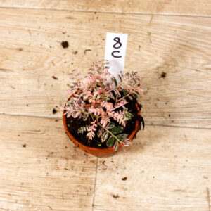 Phyllanthus urinaria pink variegata 008C