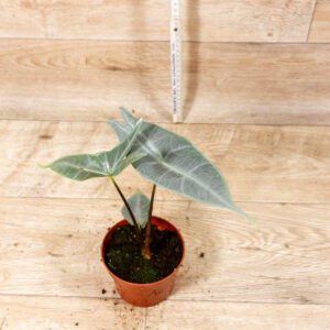 Alocasia Longiloba Silver 001C WYSIWYG