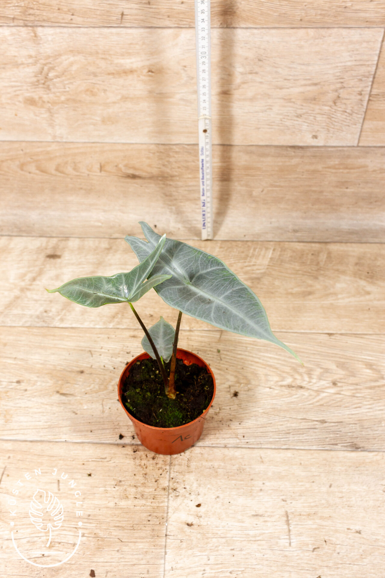 Alocasia Longiloba Silver 001C WYSIWYG