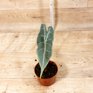 Alocasia Longiloba Silver 002C WYSIWYG
