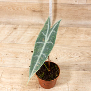 Alocasia Longiloba Silver 003C WYSIWYG