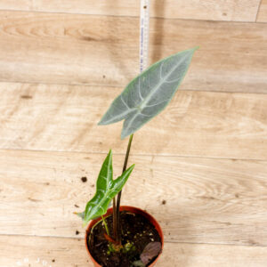 Alocasia Longiloba Silver 004C WYSIWYG