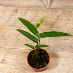 Monstera Obliqua Yasuni 001C WYSIWYG