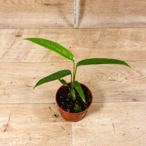 Monstera Obliqua Yasuni 002C WYSIWYG