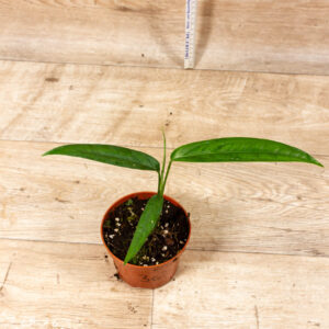 Monstera Obliqua Yasuni 003C WYSIWYG