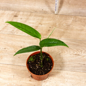 Monstera Obliqua Yasuni 004C WYSIWYG