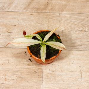 Nepenthes viking x ampullaria variegata 001C WYSIWYG
