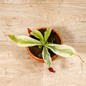 Nepenthes viking x ampullaria variegata 002C WYSIWYG