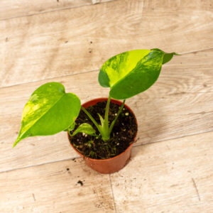 Monstera Deliciosa aurea variegata 002C WYSIWYG