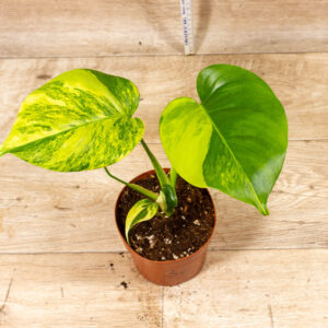 Monstera Deliciosa aurea variegata 003C WYSIWYG