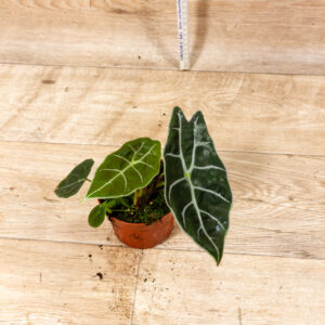 Alocasia Watsonia Big Form 001C WYSIWYG