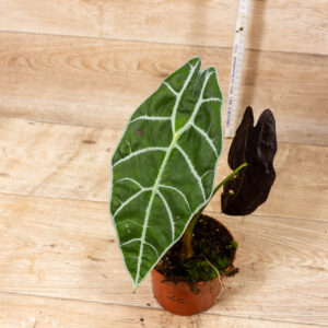Alocasia Watsonia Big Form 002C WYSIWYG