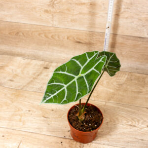 Alocasia Watsonia Big Form 003C WYSIWYG