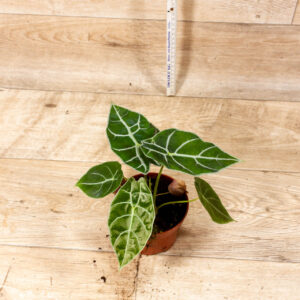 Alocasia Watsonia Big Form 004C WYSIWYG