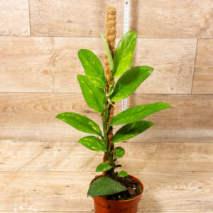 Rhaphidophora Elliptica Aurea 001C WYSIWYG