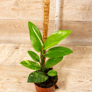 Rhaphidophora Elliptica Aurea 002C WYSIWYG