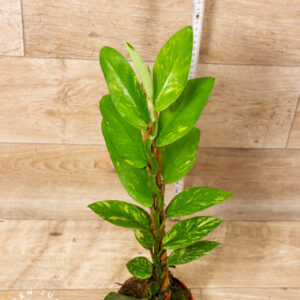 Rhaphidophora Elliptica Aurea 003C WYSIWYG