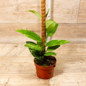 Rhaphidophora Elliptica Aurea 004C WYSIWYG