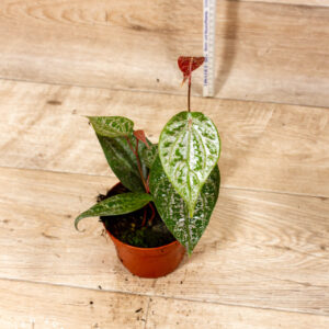 Piper crocatum 001C WYSIWYG