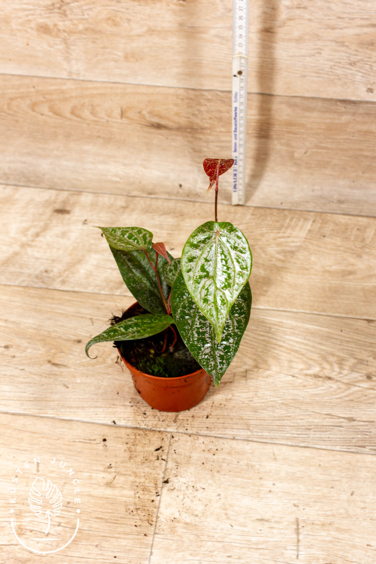 Piper crocatum 001C WYSIWYG