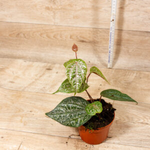 Piper crocatum 002C WYSIWYG