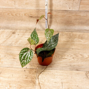 Piper crocatum 003C WYSIWYG