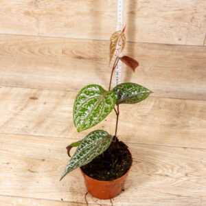 Piper crocatum 004C WYSIWYG