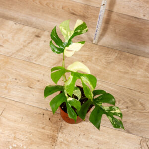 Rhaphidophora tetrasperma variegata (Monstera Minima) 001C WYSIWYG