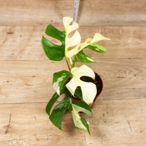 Rhaphidophora tetrasperma variegata (Monstera Minima) 002C WYSIWYG