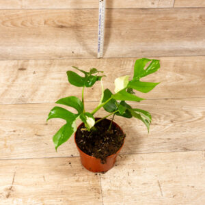 Rhaphidophora tetrasperma variegata (Monstera Minima) 003C WYSIWYG