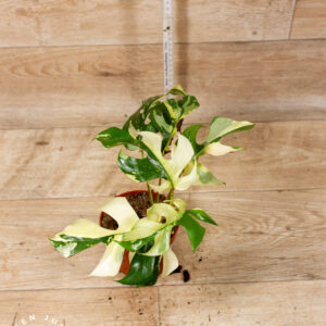 Rhaphidophora tetrasperma variegata (Monstera Minima) 001 WYSIWYG  SAD