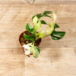 Rhaphidophora tetrasperma variegata (Monstera Minima) 002 WYSIWYG