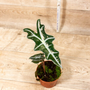 Alocasia nobilis 001C WYSIWYG
