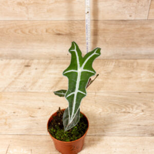Alocasia nobilis 002C WYSIWYG
