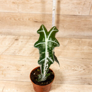 Alocasia nobilis 003C WYSIWYG