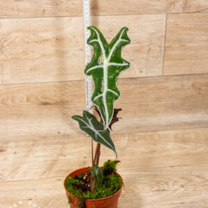 Alocasia nobilis 004C WYSIWYG