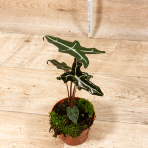 Alocasia nobilis 005C WYSIWYG