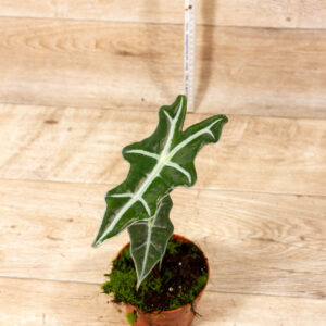 Alocasia nobilis 006C WYSIWYG