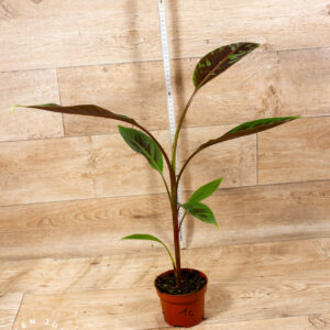 Musa Acuminata Zebrina (‘Tiger Stripes’) 001C WYSIWYG