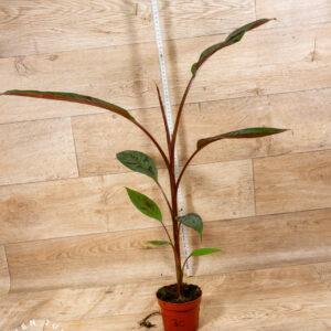 Musa Acuminata Zebrina (‘Tiger Stripes’) 003C WYSIWYG