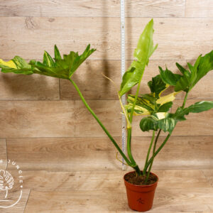 Philodendron Florida Beauty x Mayoi XXL 001C WYSIWYG