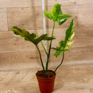 Philodendron Florida Beauty x Mayoi XXL 002C WYSIWYG