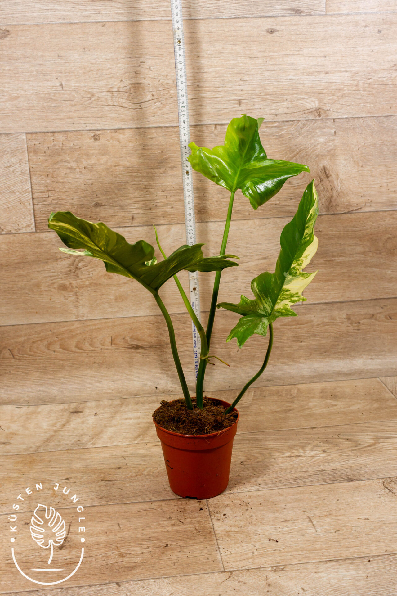 Philodendron Florida Beauty x Mayoi XXL 002C WYSIWYG
