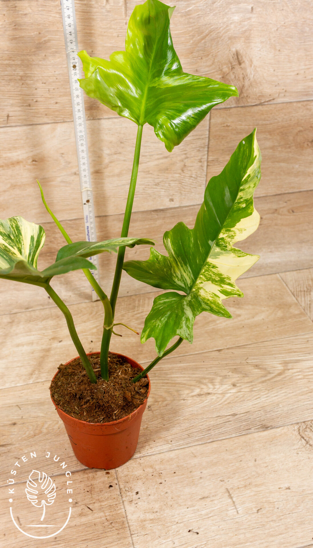 Philodendron Florida Beauty x Mayoi XXL 002C WYSIWYG - Image 2