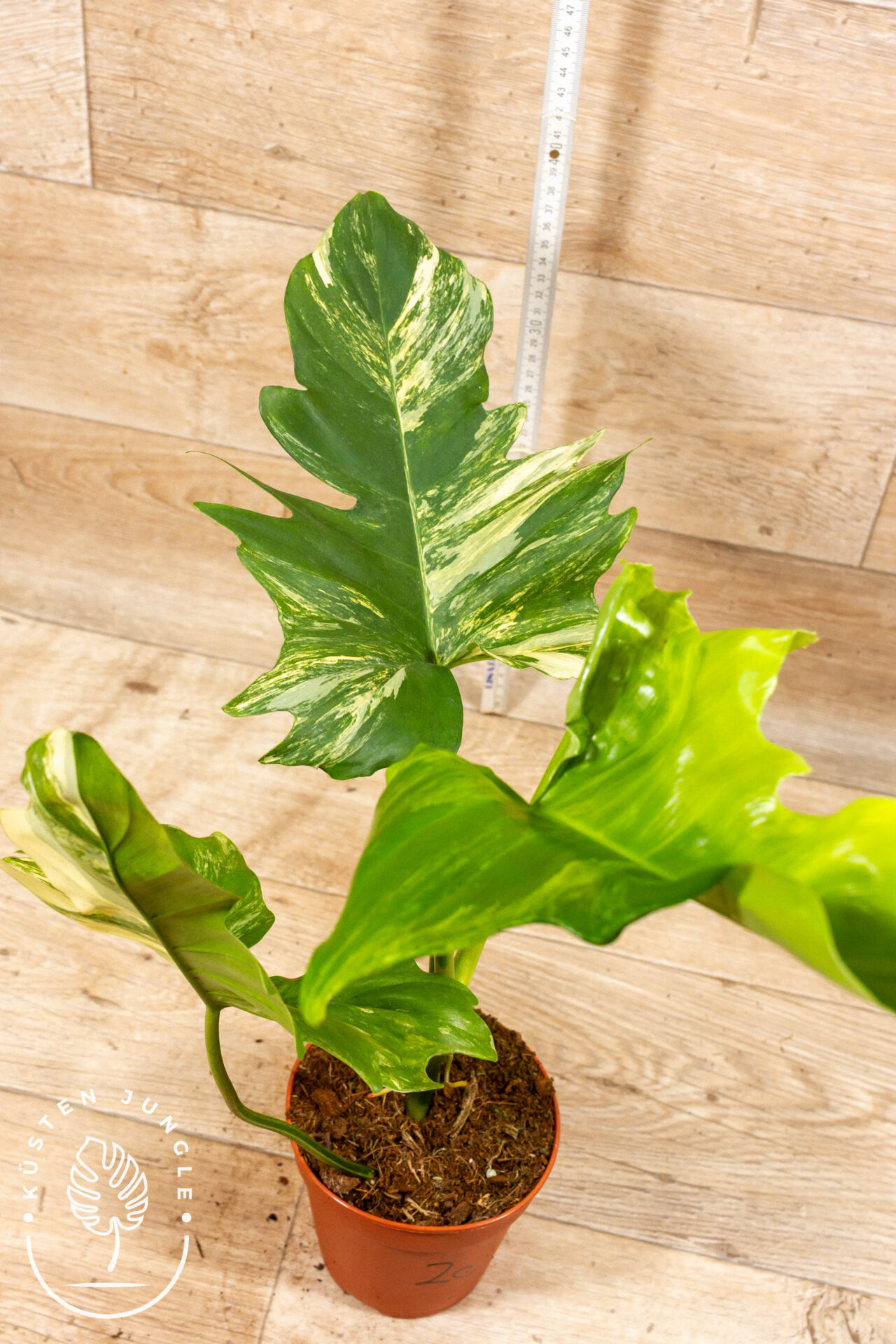 Philodendron Florida Beauty x Mayoi XXL 002C WYSIWYG - Image 3