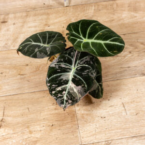Alocasia black velvet pink variegata 001C WYSIWYG