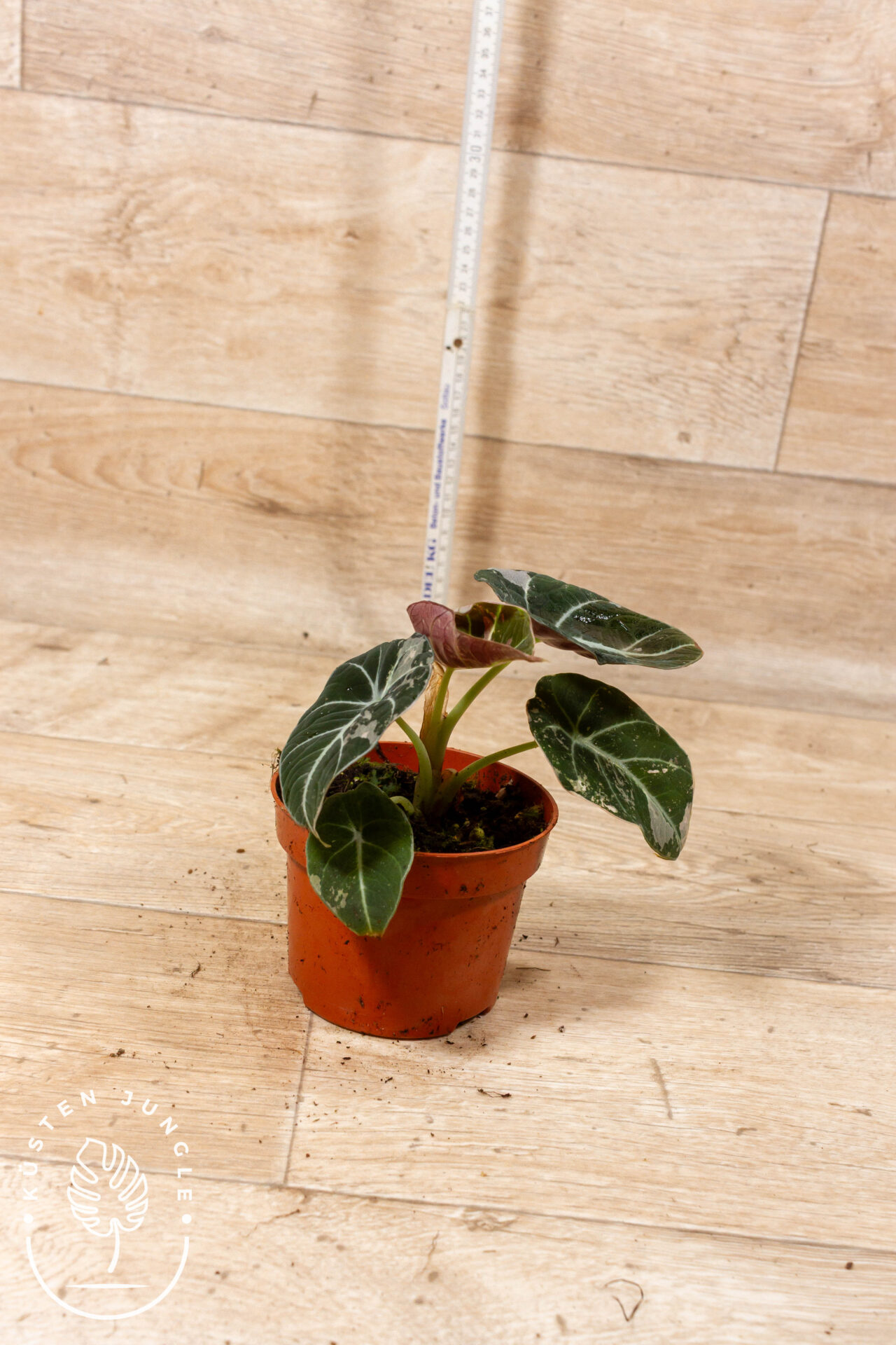 Alocasia black velvet pink variegata 002C WYSIWYG - Image 2